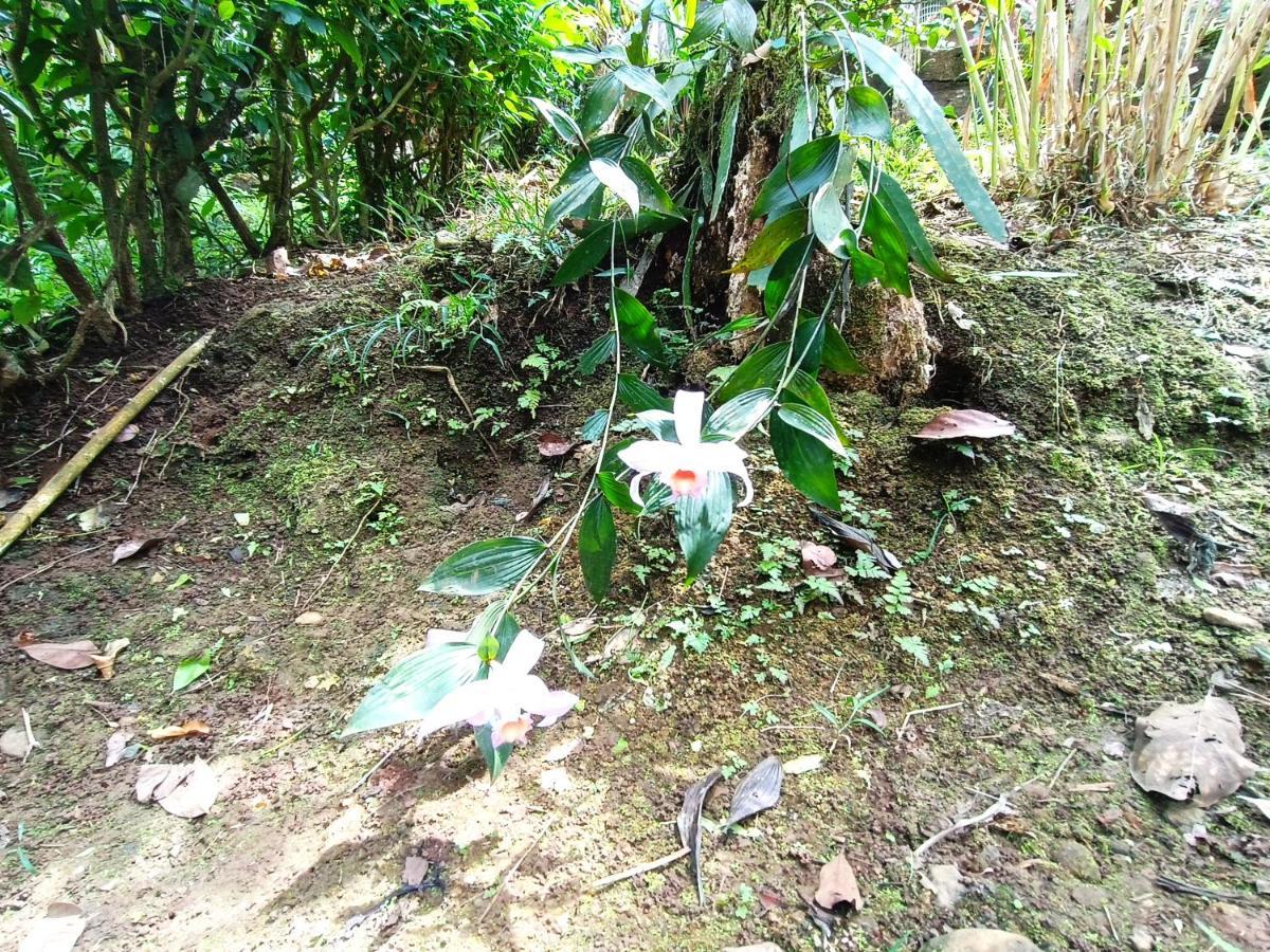 Cabana Vista Rio Celeste Exteriér fotografie
